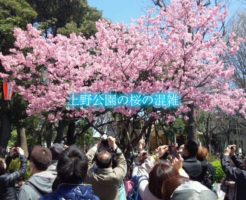 上野公園　桜　混雑